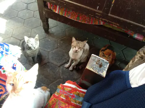 Cairo Aegean Cat Arabian Mau