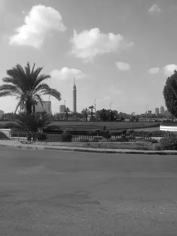 Cairo Asian Palmyra Palm Borassus