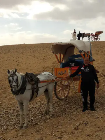 Cairo Bike Horse Working Animal