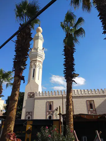 Cairo Black Spruce Royal Palms