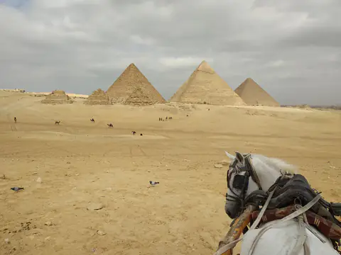 Cairo Camel World Pyramid Vertebrate
