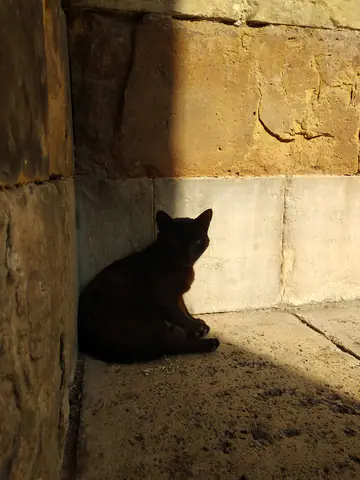 Cairo Cat Black Cat Felidae