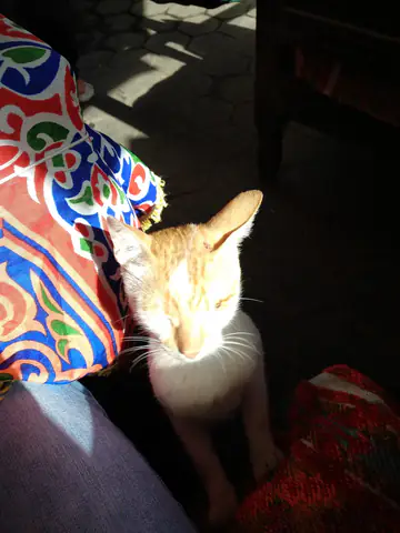 Cairo Cat Moggy Domestic Short