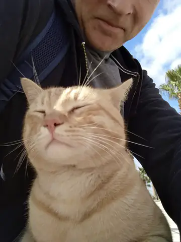 Cairo Cat Tabby Cat Asian