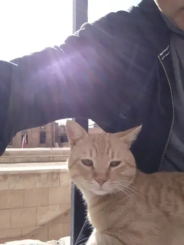 Cairo European Shorthair Aegean Cat