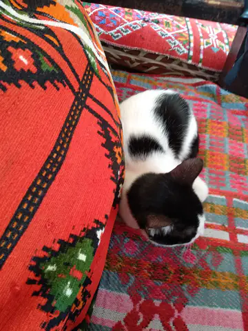 Cairo Guinea Pig Cat Red