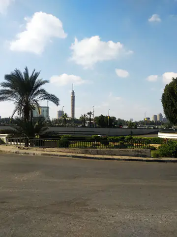 Cairo Palms Tree Sunlight Daytime