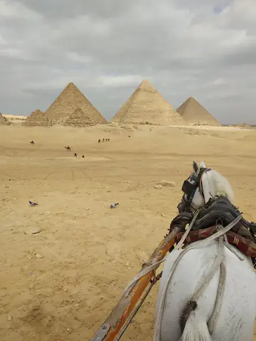 Cairo Rust Brown Working Animal