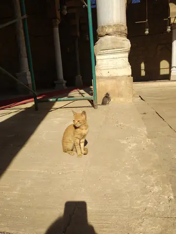 Cairo Shadowm Shadow Pipe 01