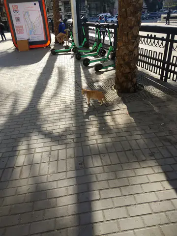 Cairo Wall Carnivores Bicycle Bicycle