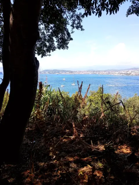Cannes Blue Leaf Branch Nature