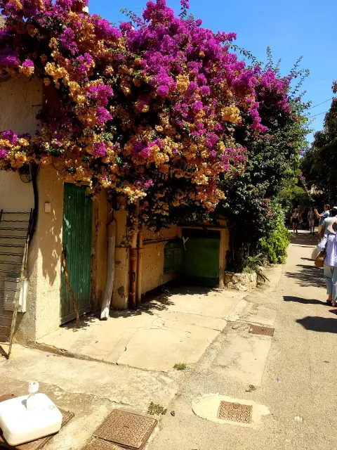 Cannes Bougainvillea Flower Yellow Pink