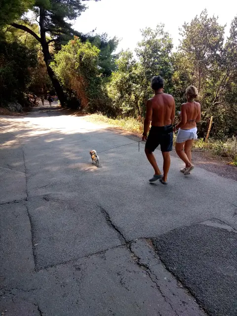 Cannes Dog Carnivores Recreation Barechestedness