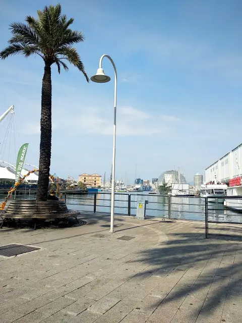 Genua Attalea Speciosa Royal Palms