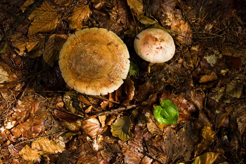 Polish Czech Landscapes 040