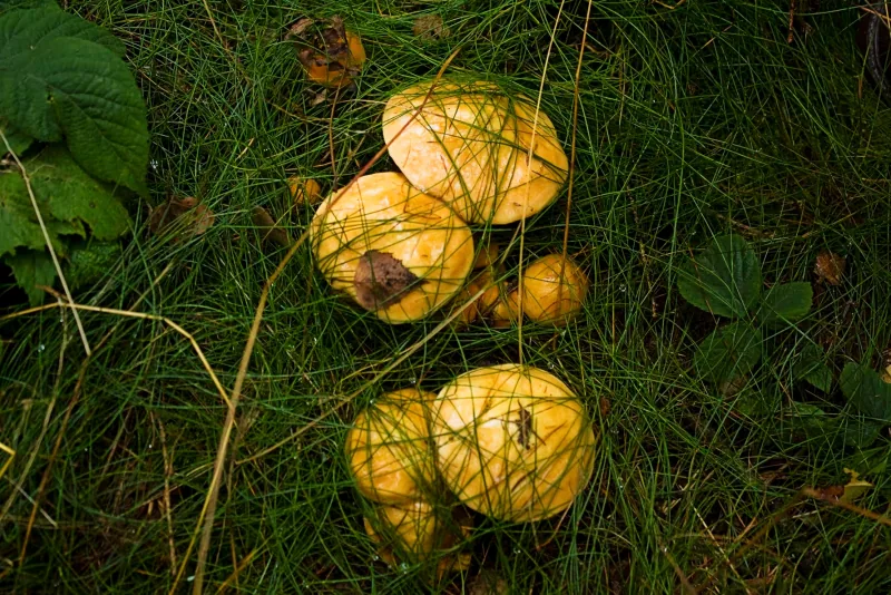 Polish Czech Landscapes 041