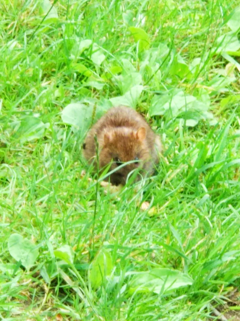 Polish Czech Landscapes 059