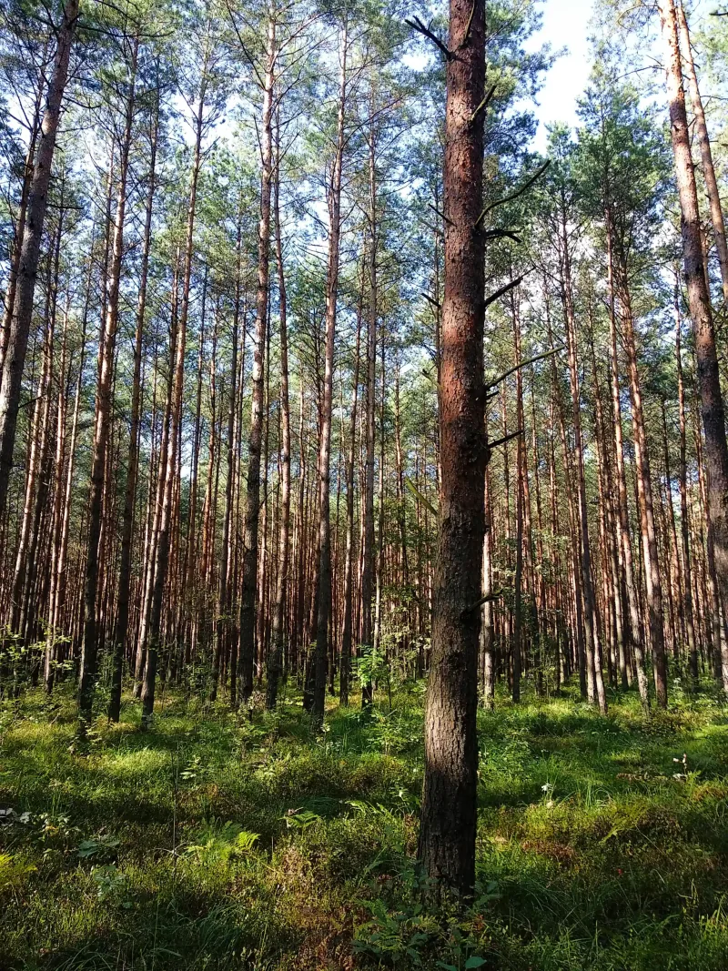 Polish Czech Landscapes 063