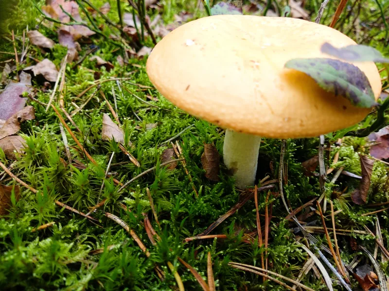 Polish Czech Landscapes 064