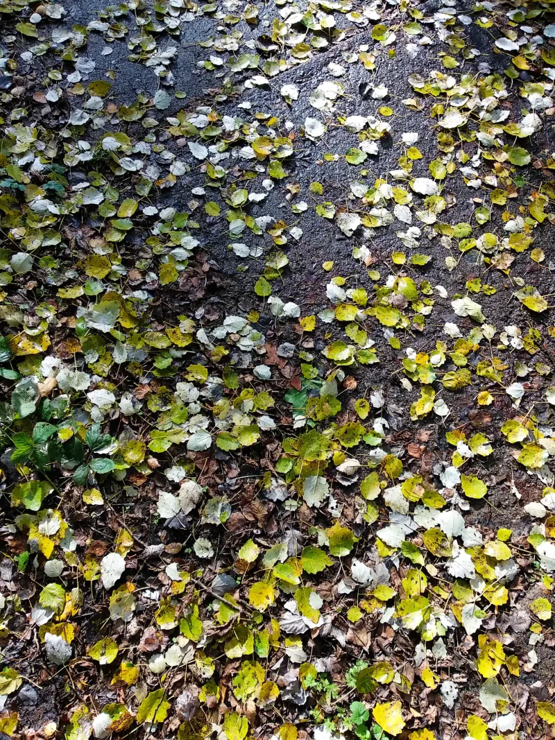 Polish Czech Landscapes 085