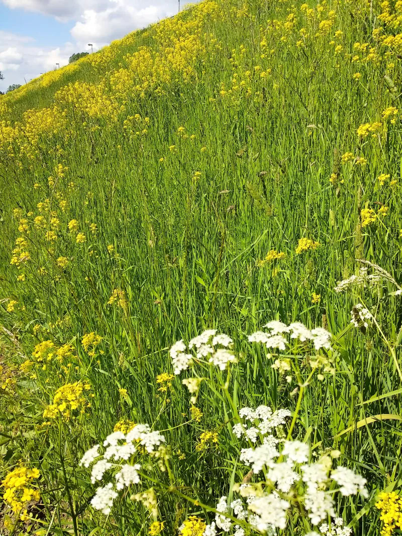 Polish Czech Landscapes 093