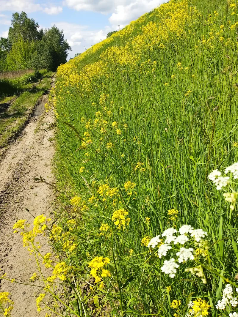 Polish Czech Landscapes 094