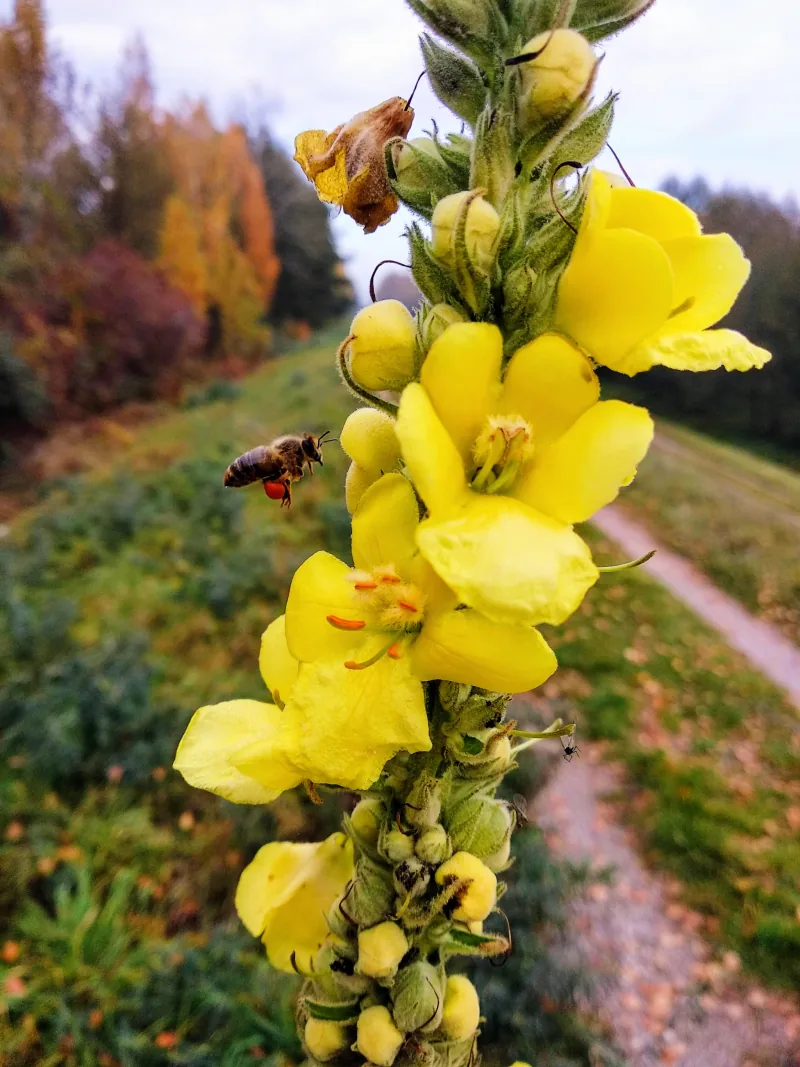 Polish Czech Landscapes 161