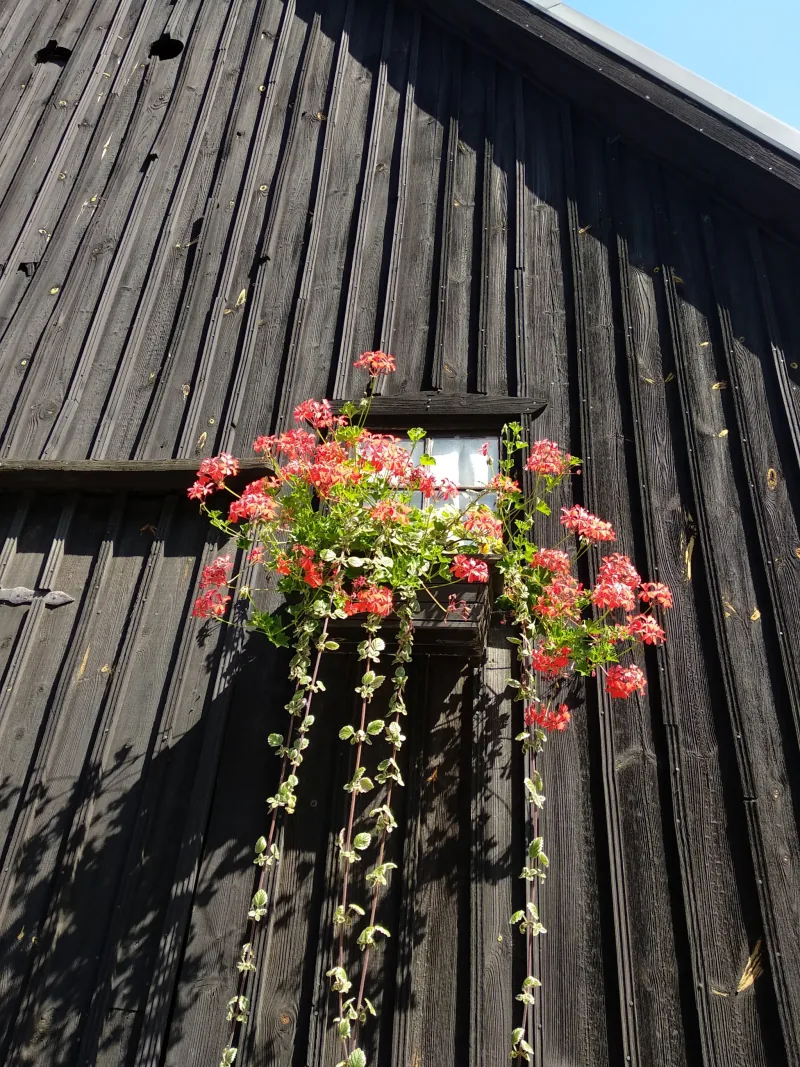 Polish Czech Landscapes 186