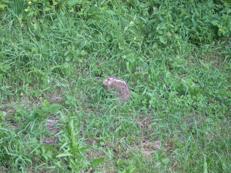 Polish Czech Landscapes 203