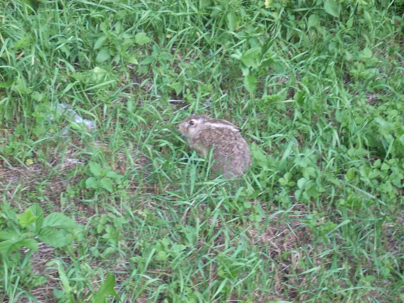 Polish Czech Landscapes 205