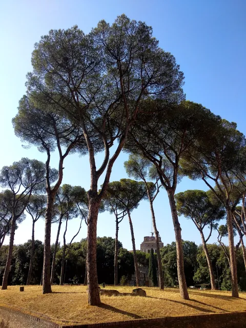 Roma Grove Branch Tree Leaf