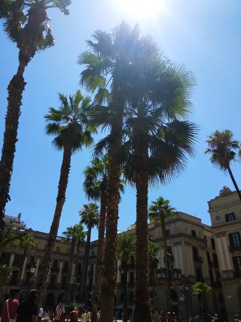 Spain Asian Palmyra Palm Borassus