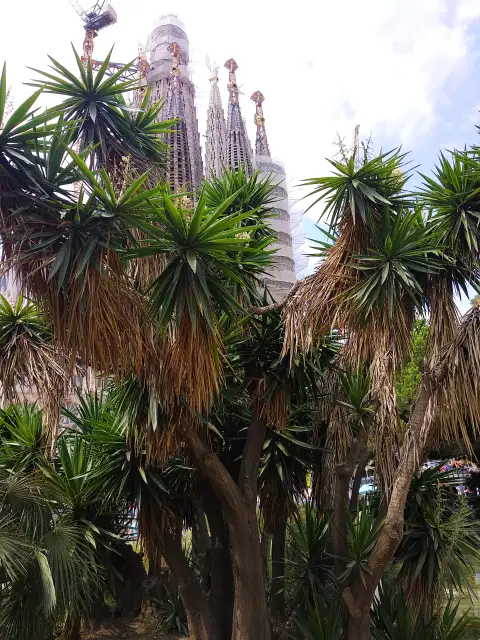 Spain Asian Palmyra Palm Sabal
