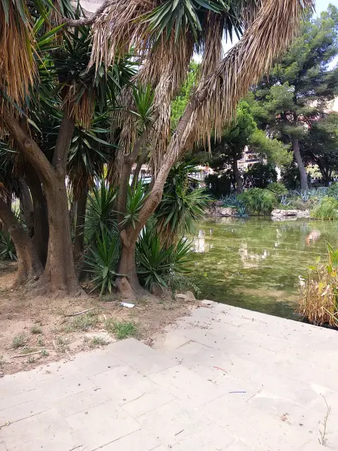 Spain Babassu Attalea Speciosa Vegetation