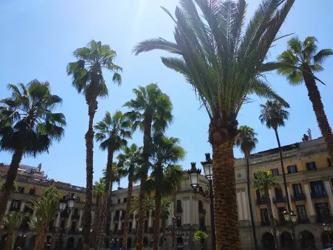 Spain Babassu Date Palm Attalea