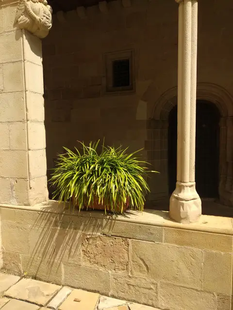 Spain Houseplant Herb