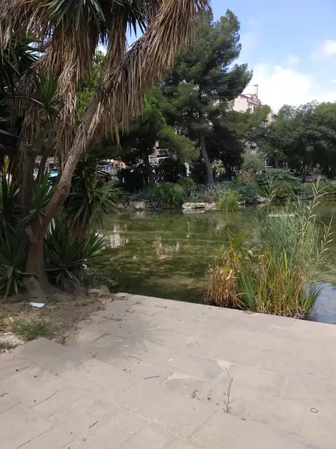 Spain Palms Grass Vegetation