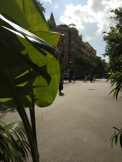 Spain Palms Palm Leaf