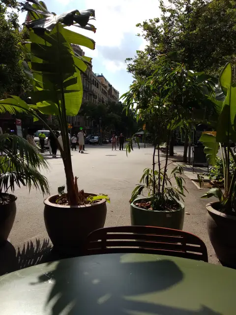 Spain Palms Shadowm Palm Leaf