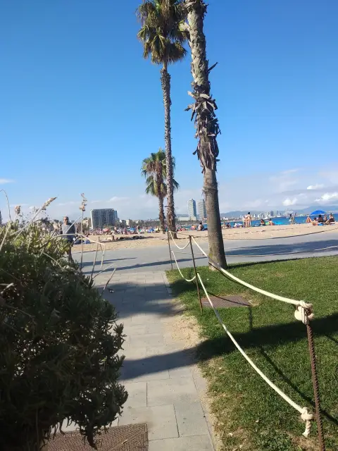 Spain Tree Blue Daytime