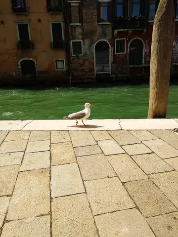 Venice Bird Brick Beak