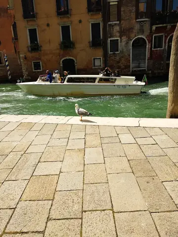 Venice Flooring Floor Composite