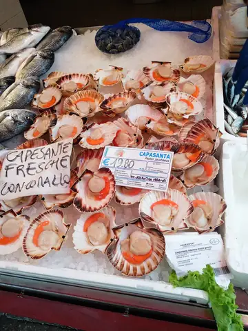 Venice Seafood Food Seashell